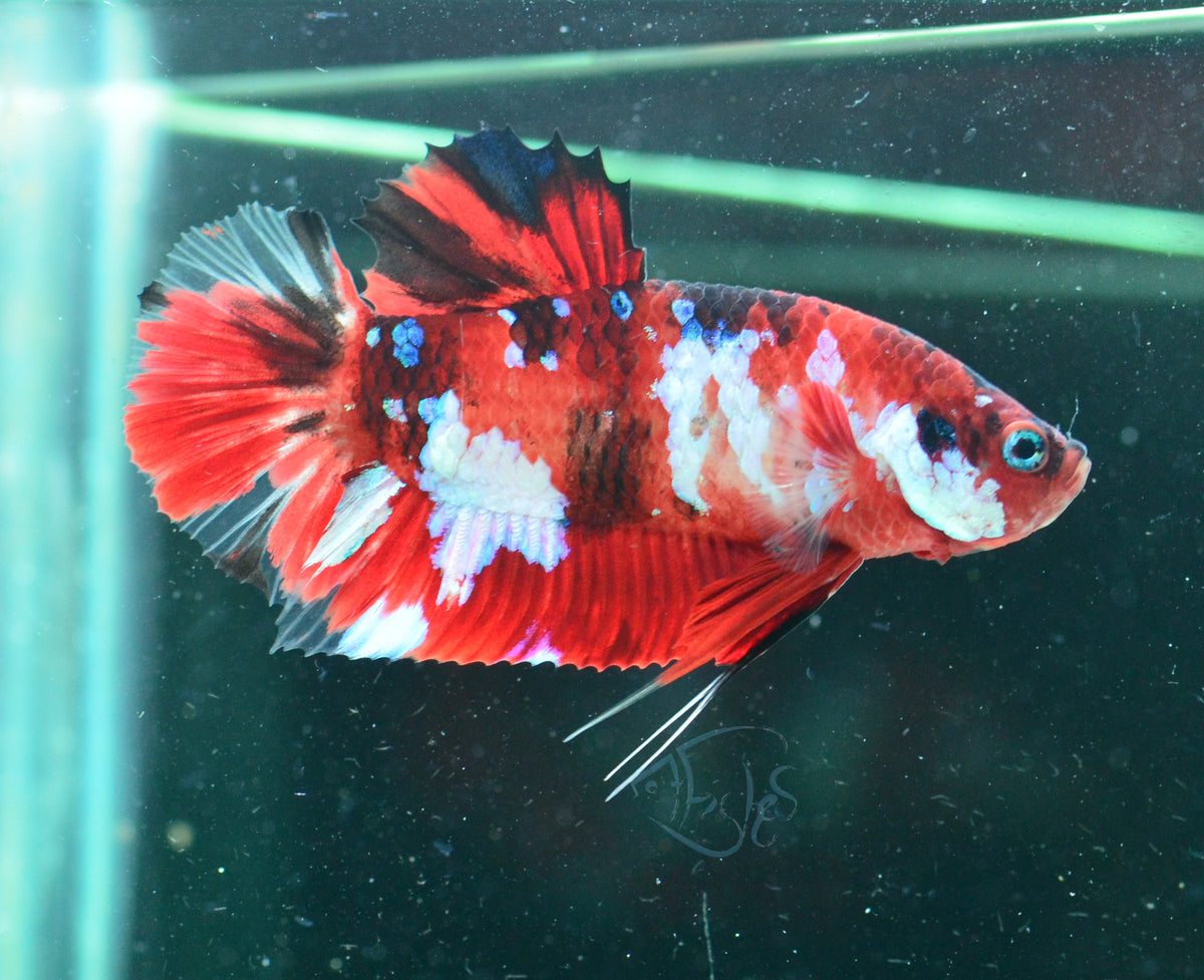 Red Koi HMPK Male