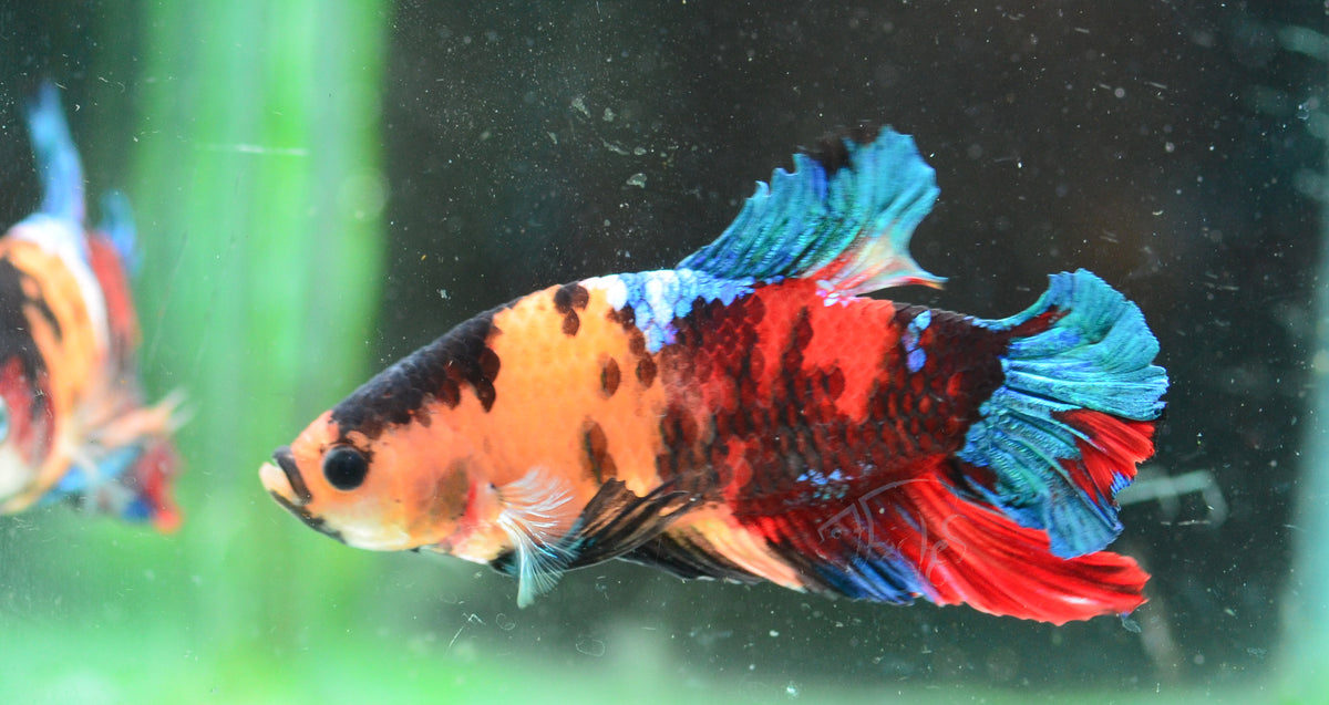Nemo HMPK Male