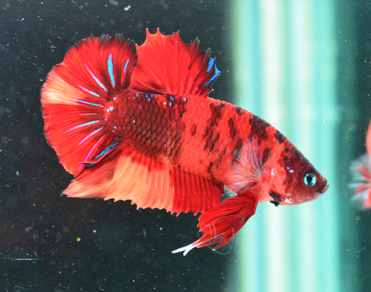Red Koi HMPK Male