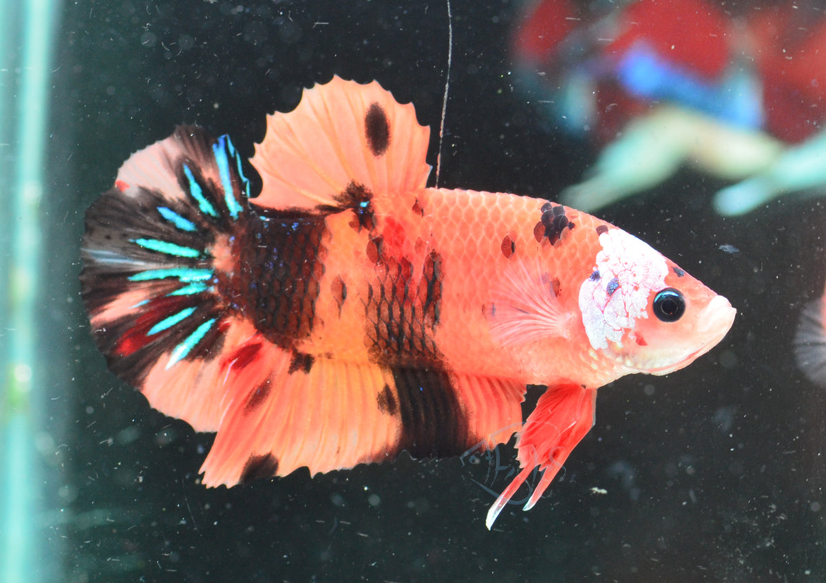 Nemo HMPK Male