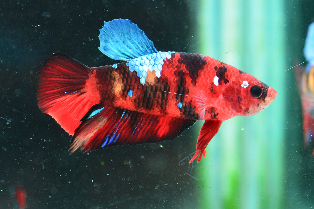 Red Koi HMPK Male