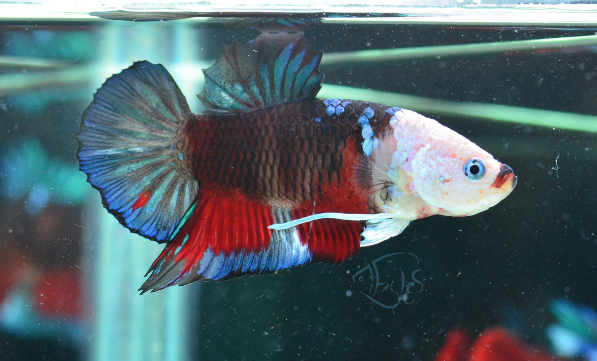 Koi HMPK Male