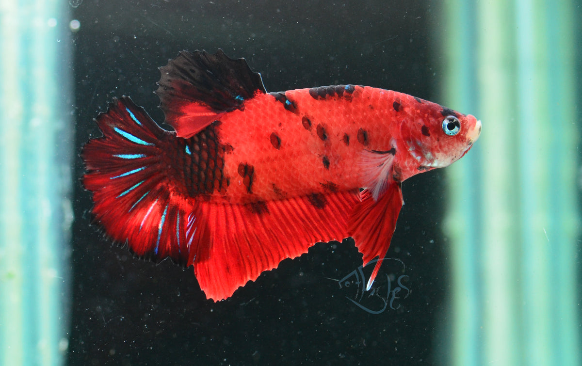 Red Koi HMPK Male
