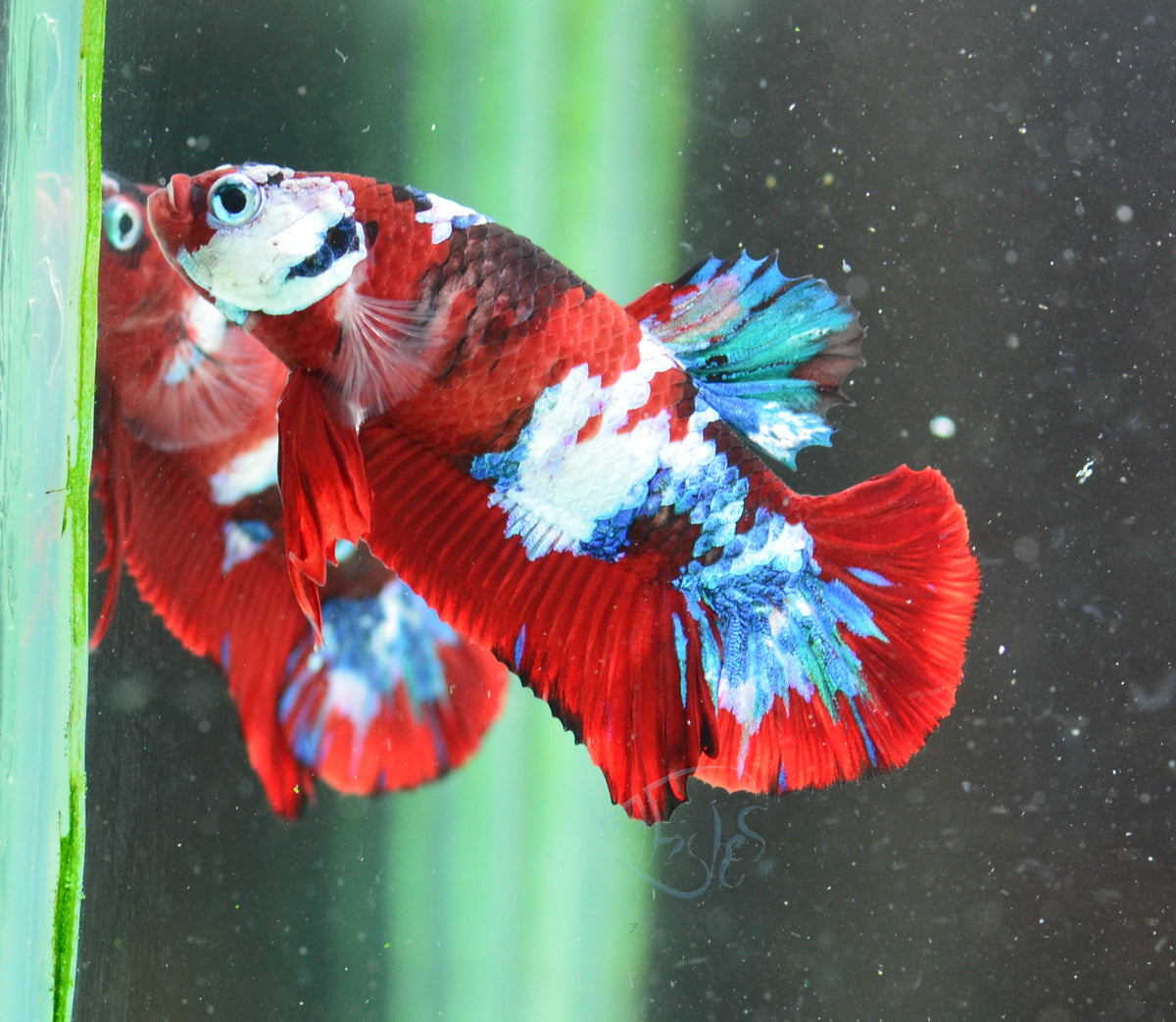 Red Koi HMPK Male