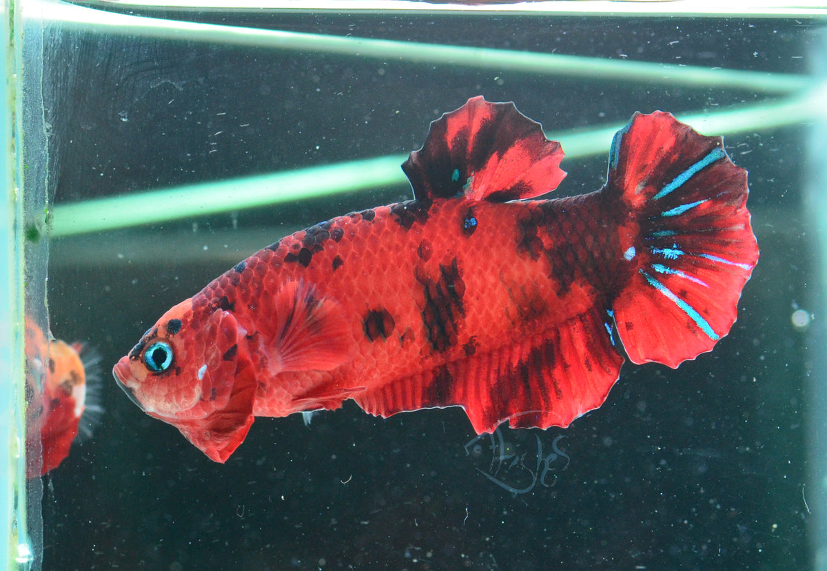 Red Koi HMPK Male
