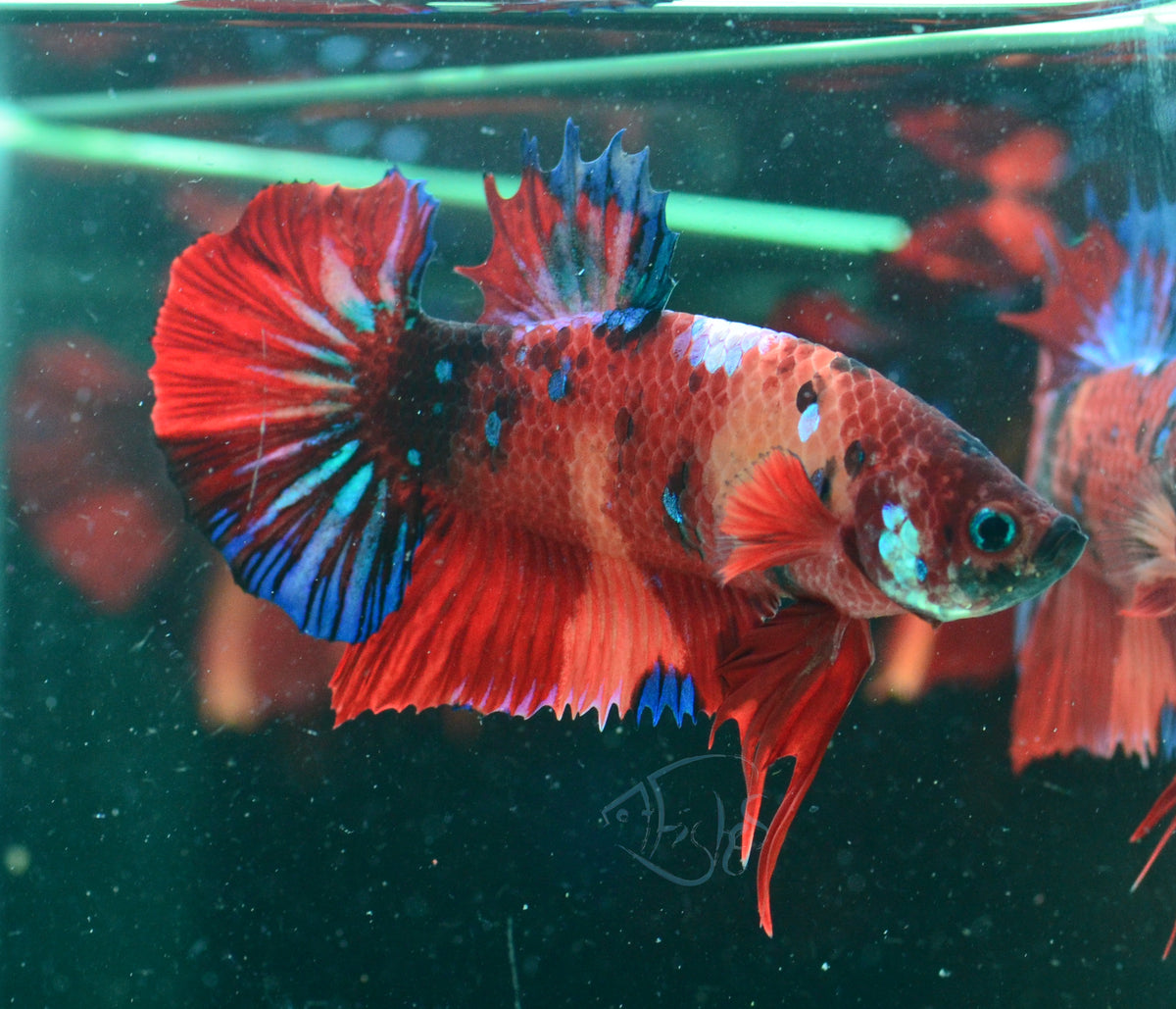 Red Koi HMPK Male