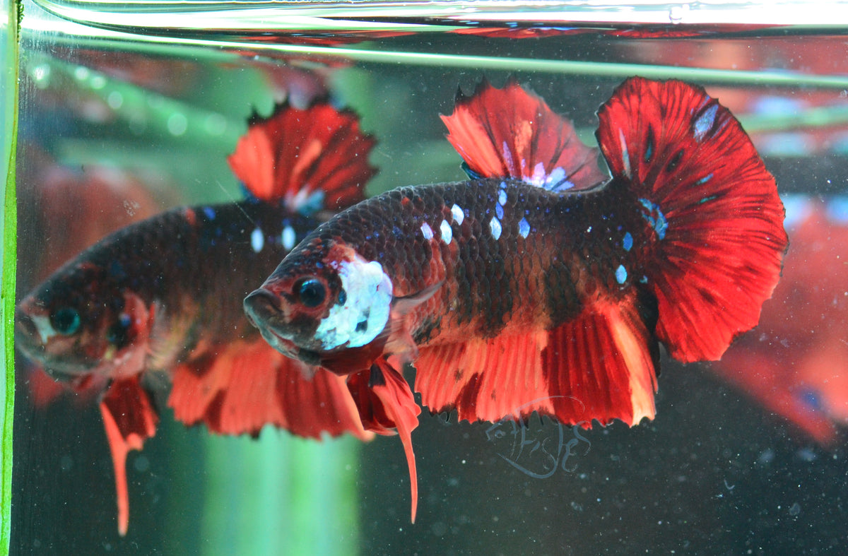 Nemo HMPK Male