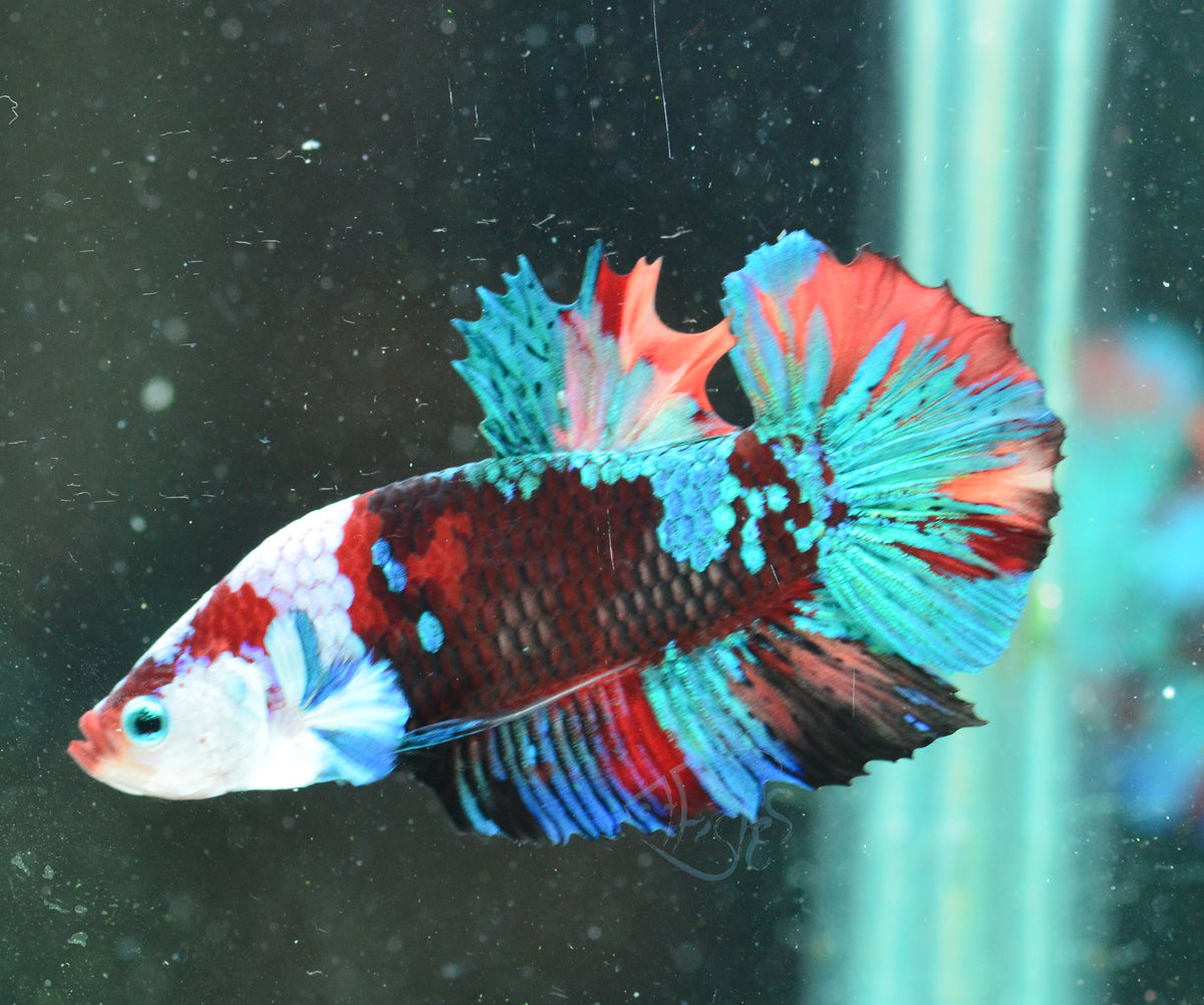Koi HMPK Male