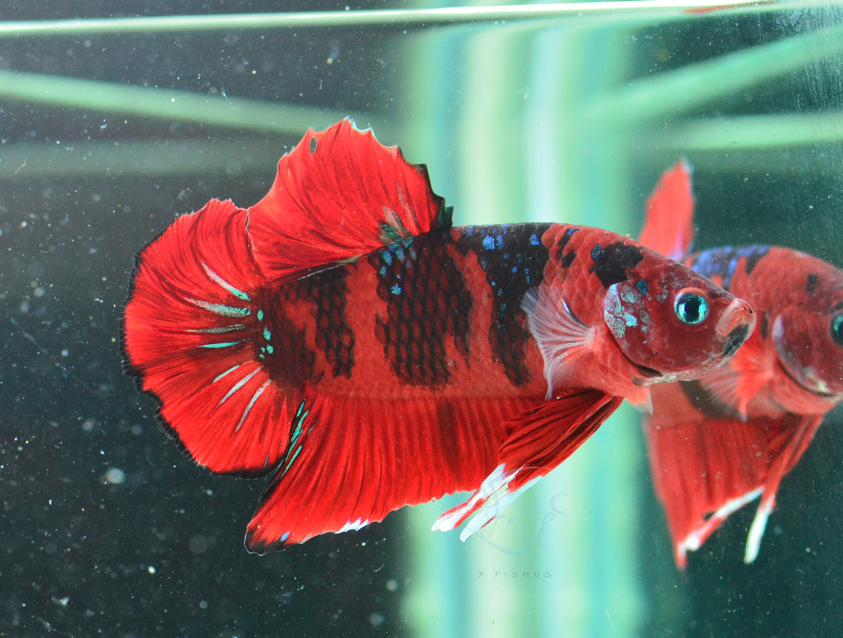 Red Koi HMPK Male