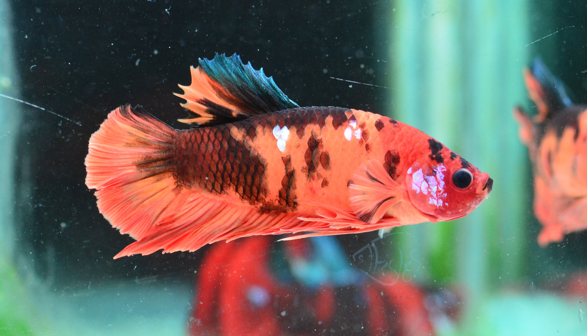 Nemo HMPK Male