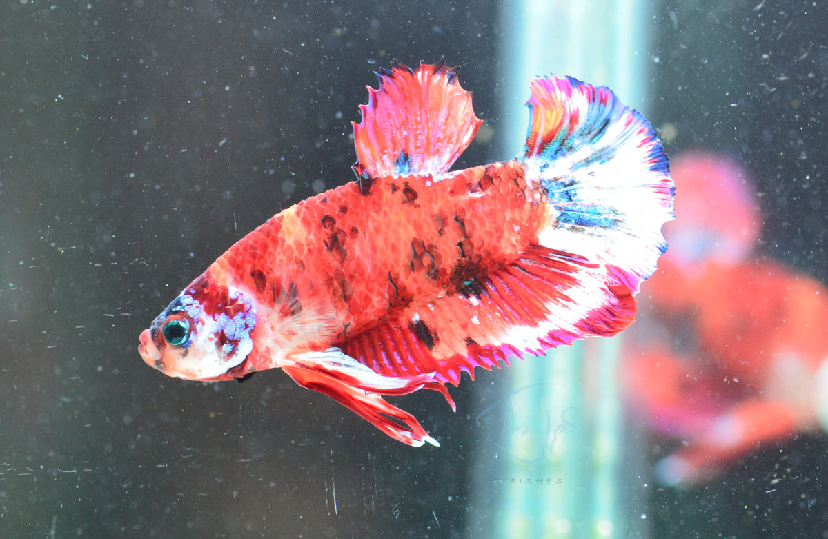 Red Koi HMPK Male