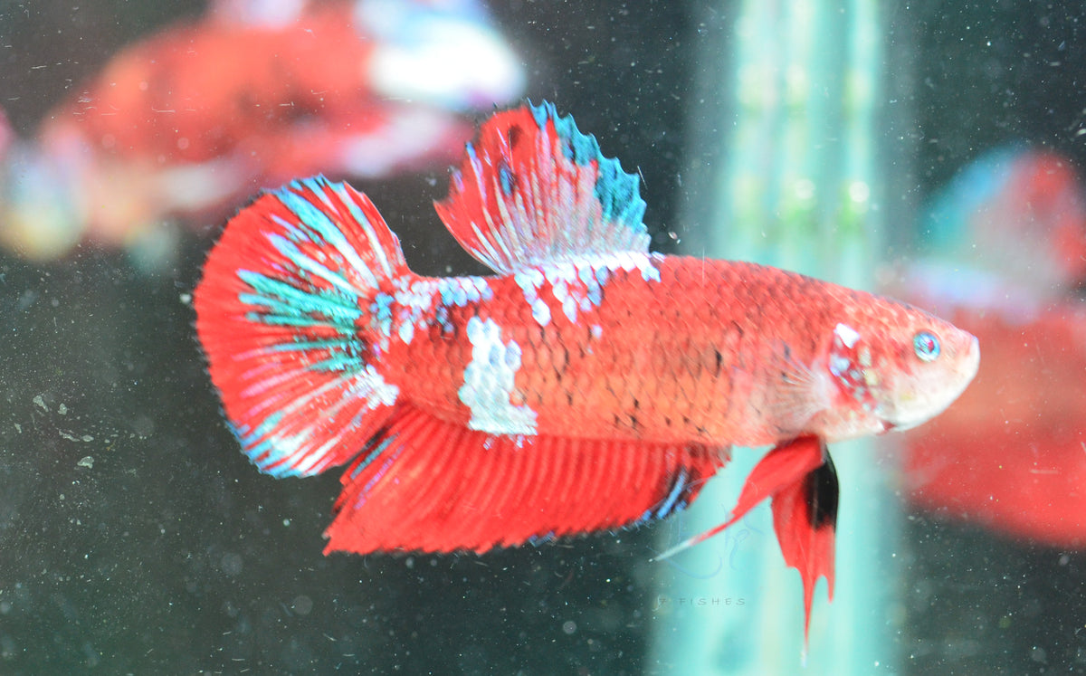 Red Koi HMPK Male *Eye Deformity*