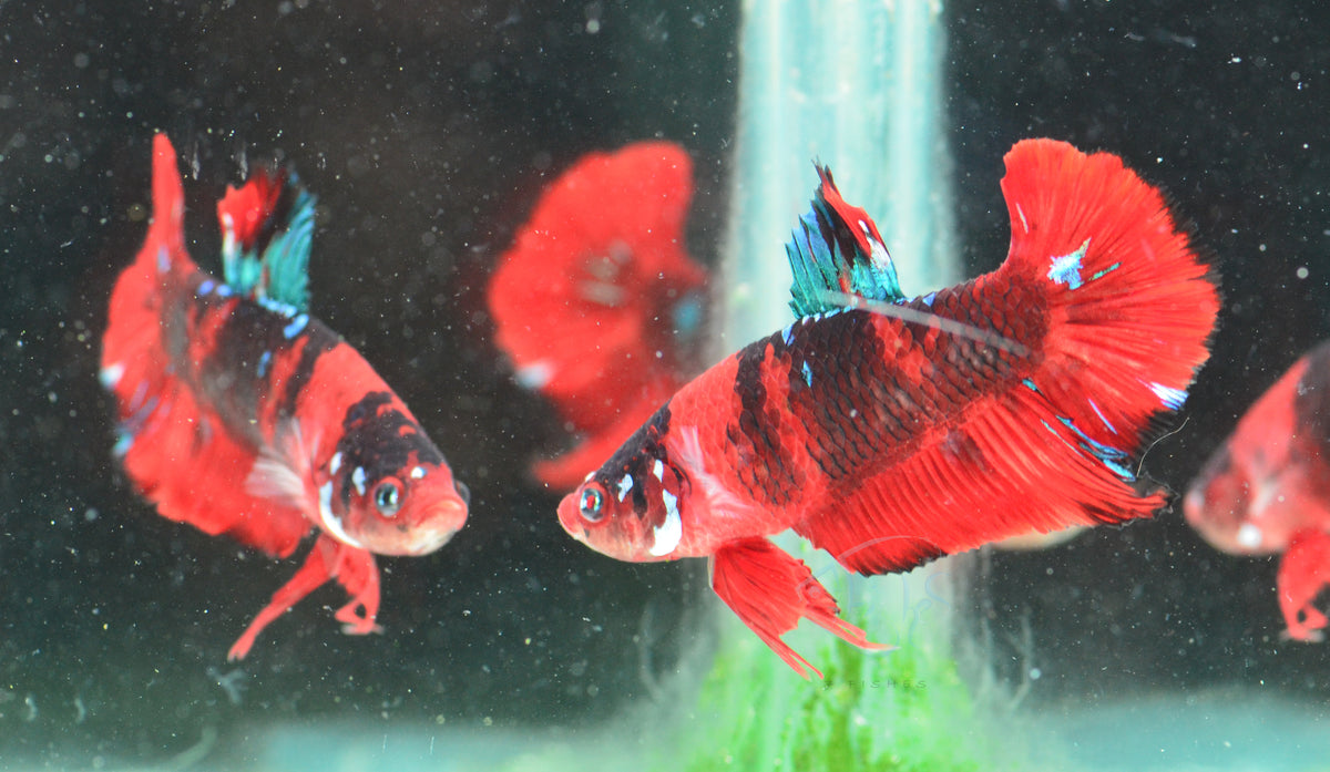 Red Koi HMPK Male