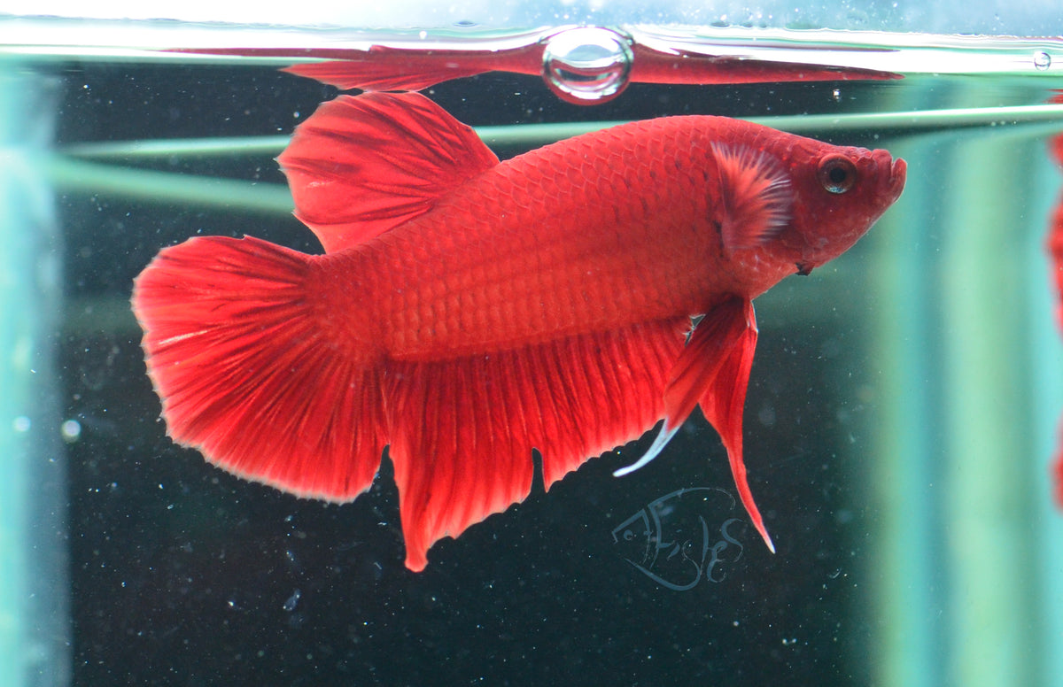Red HMPK Male