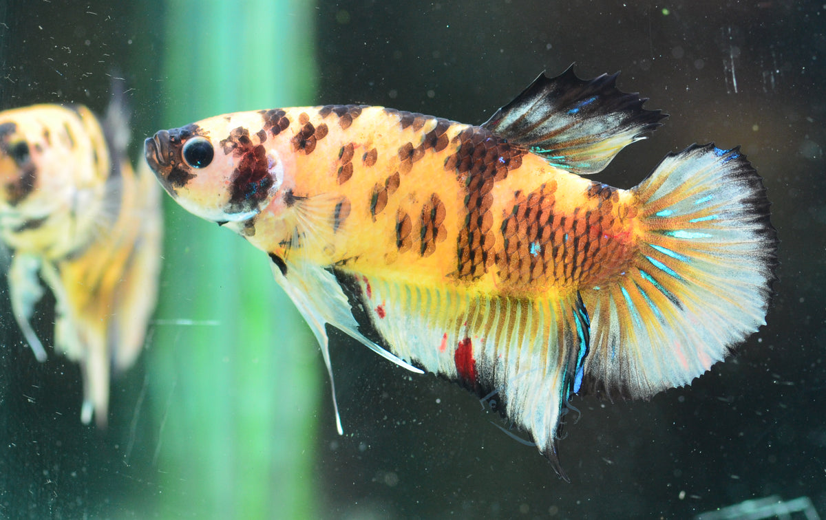 Yellow Koi HMPK Male