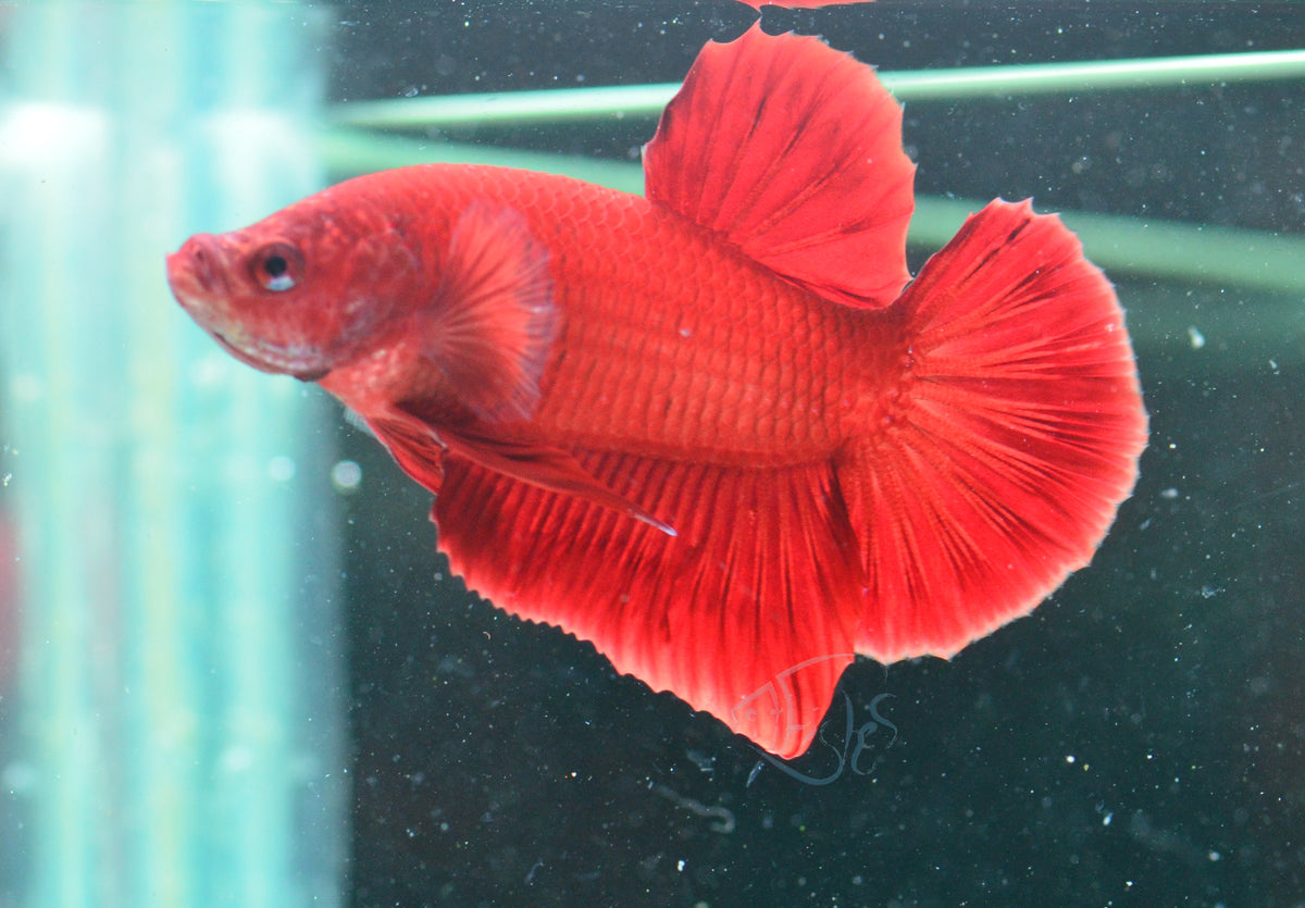 Red HMPK Male