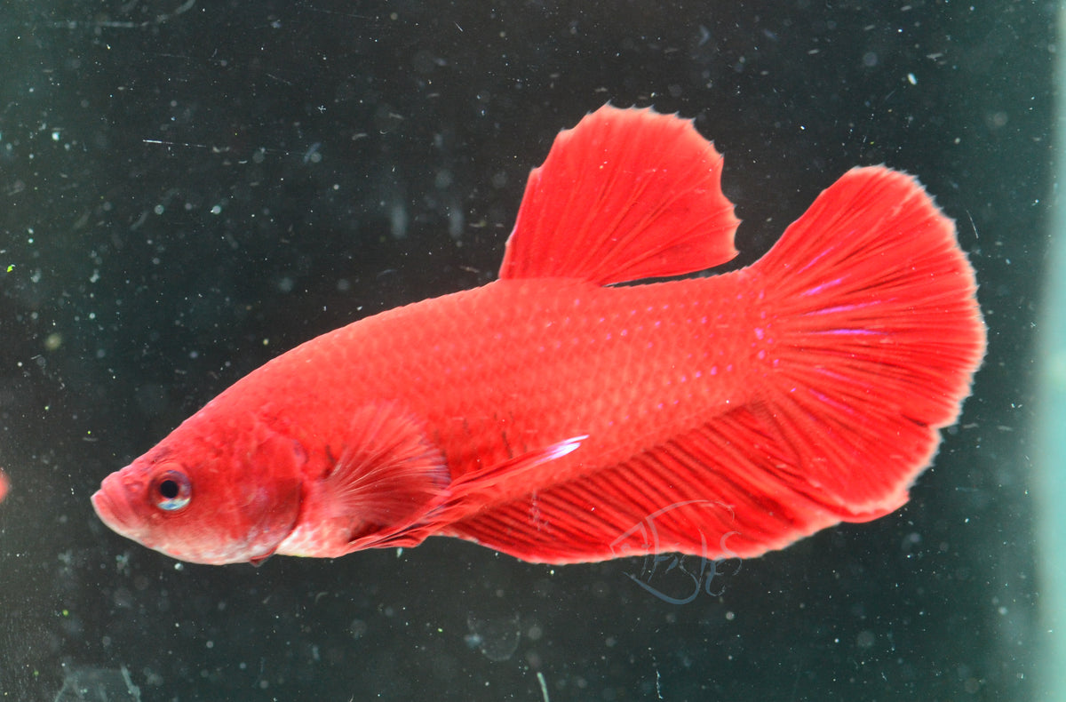 Red HMPK Male