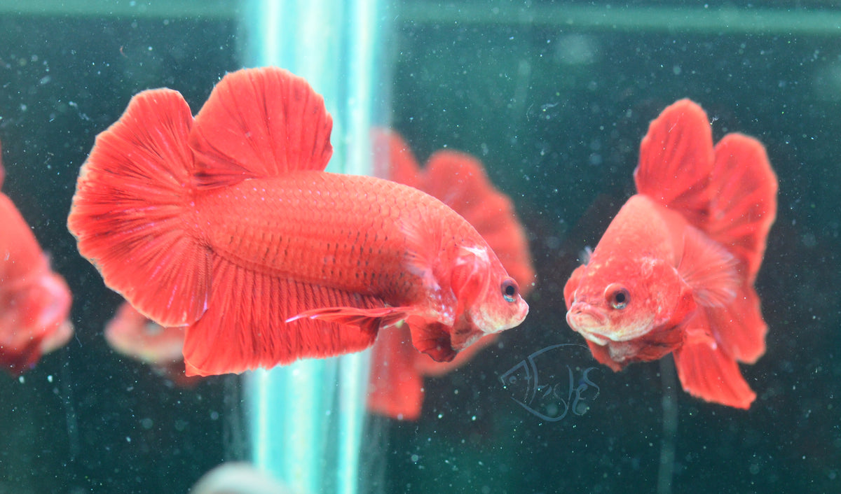 Red HMPK Male