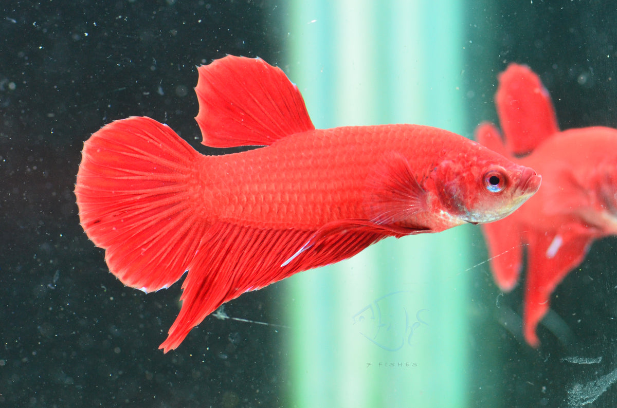 Red HMPK Male
