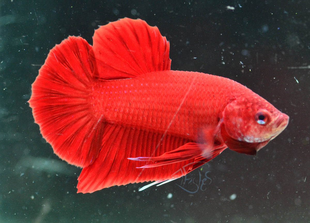 Red HMPK Male