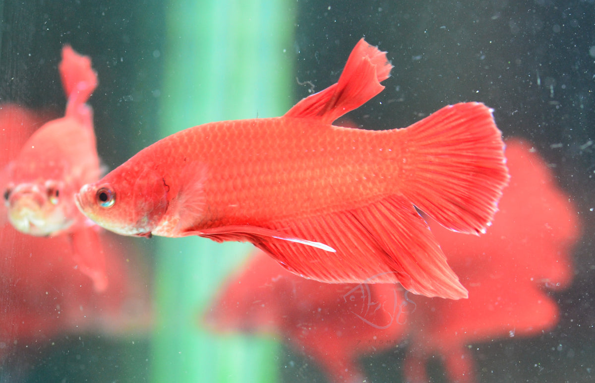 Red HMPK Male
