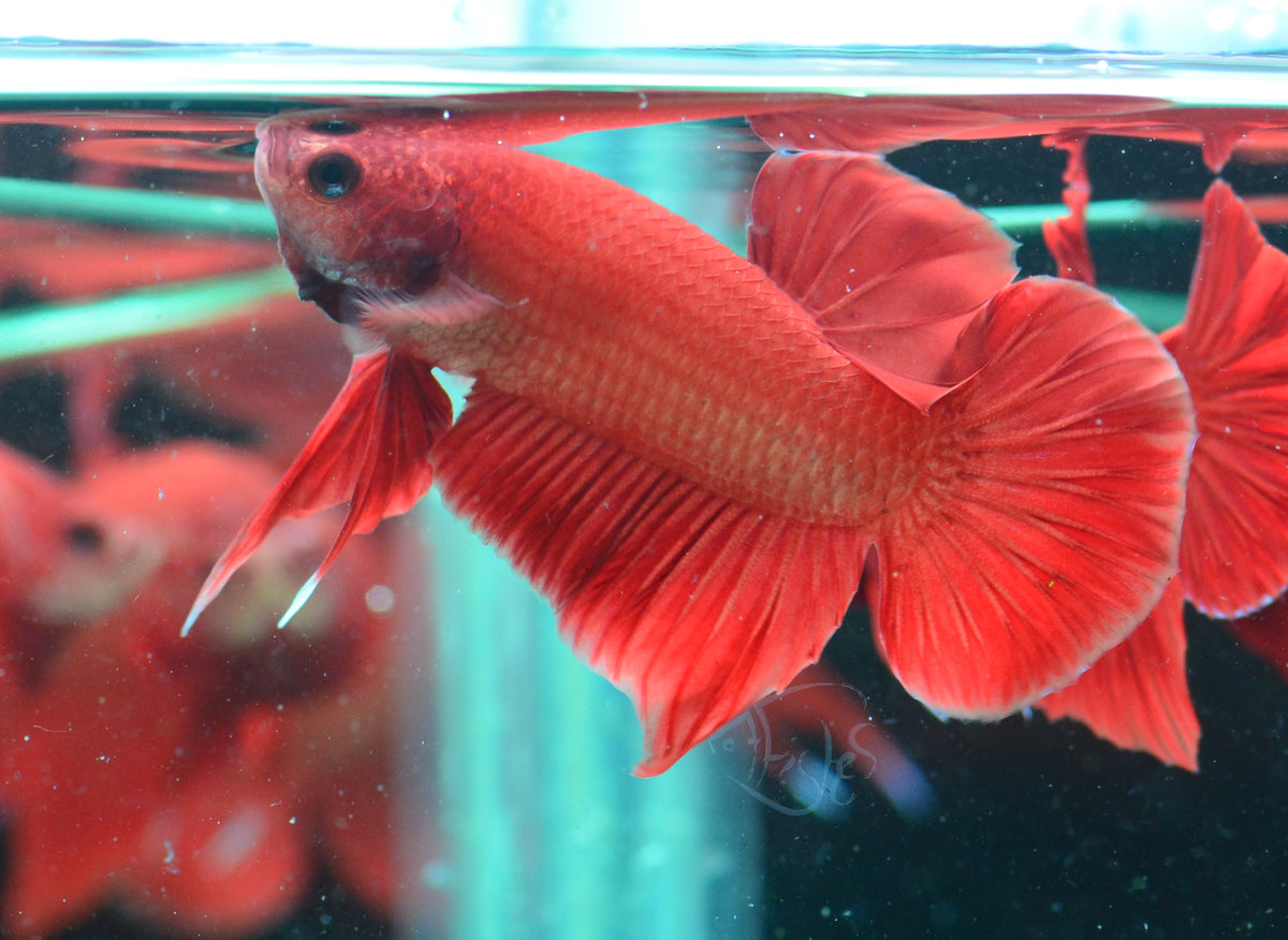 Red HMPK Male