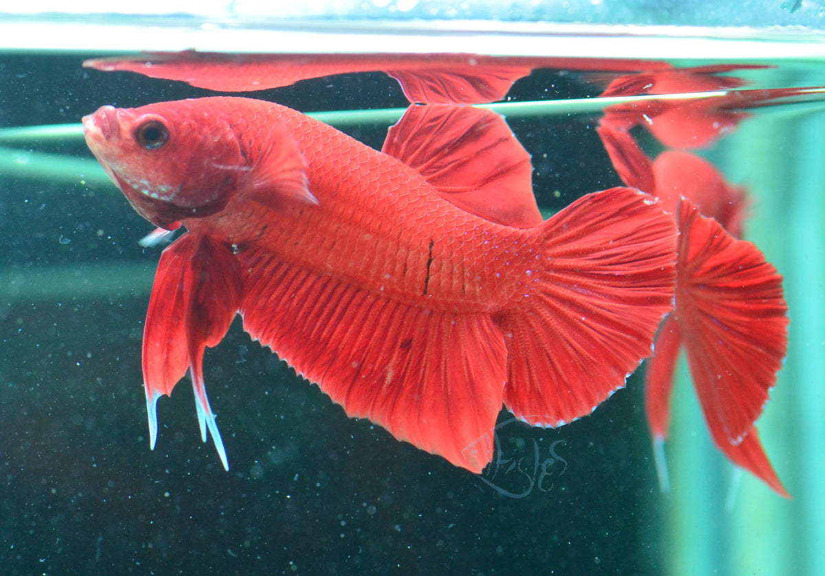 Red HMPK Male