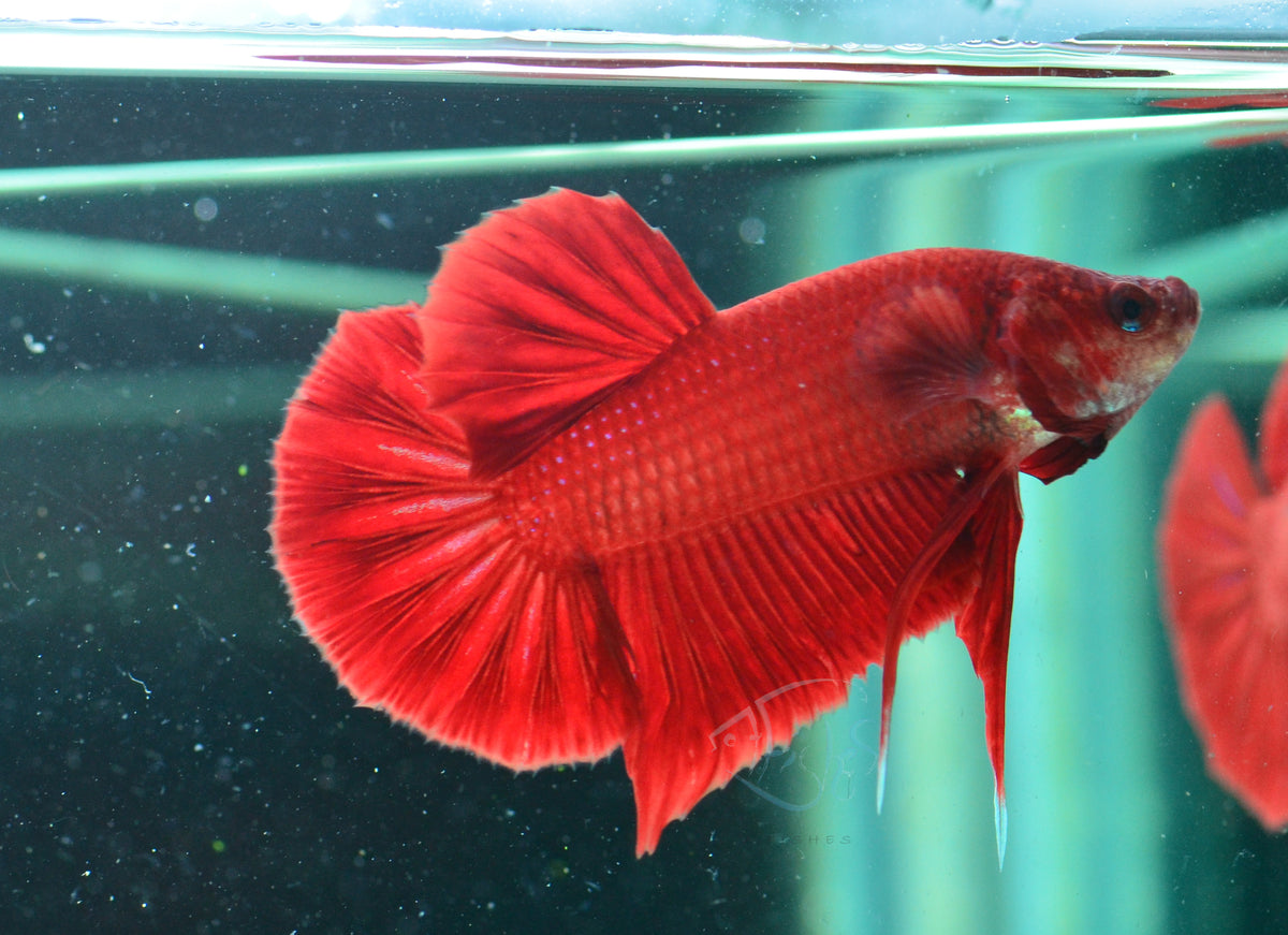 Red HMPK Male