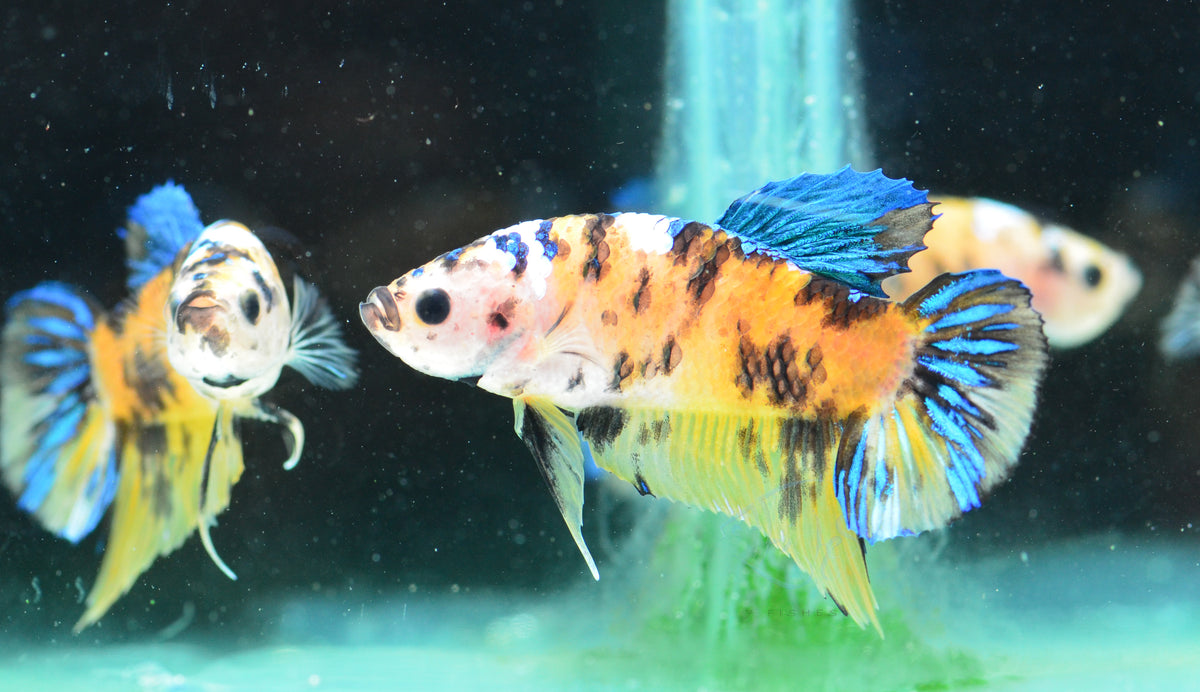 Yellow Koi HMPK Male