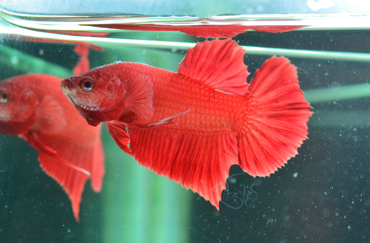 Red HMPK Male