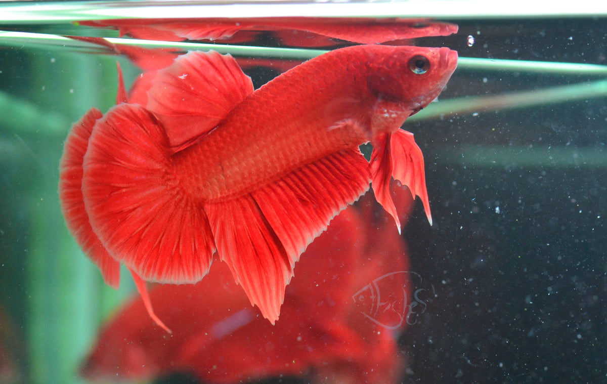 Red HMPK Male
