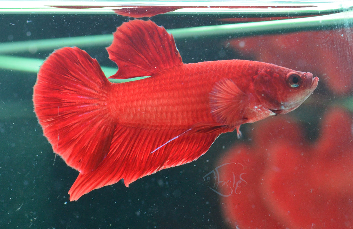 Red HMPK Male