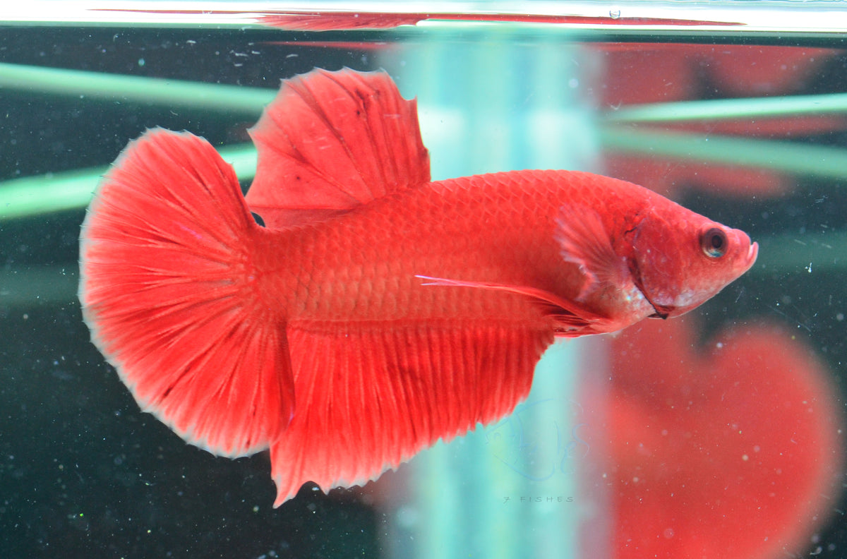 Red HMPK Male