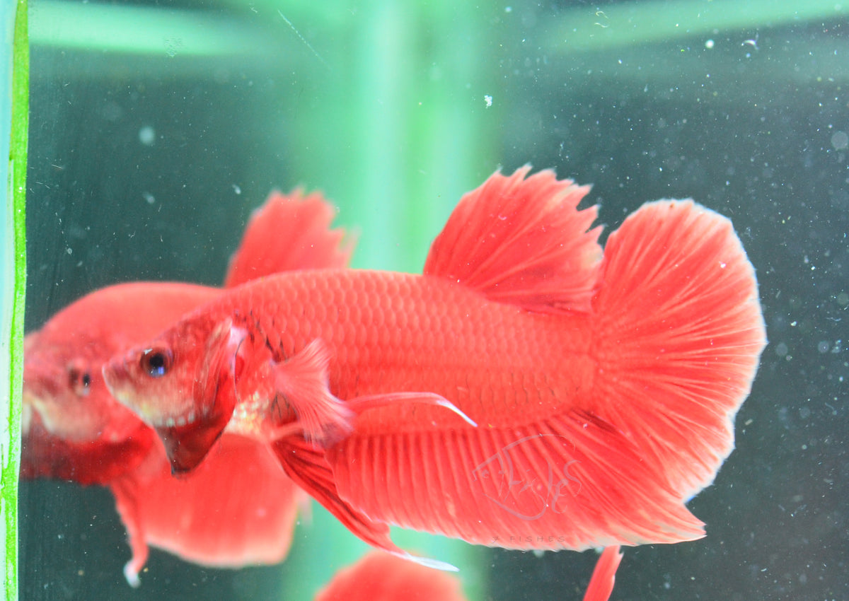 Red HMPK Male