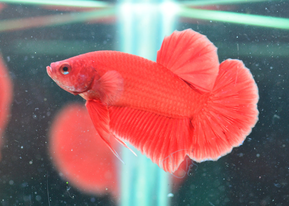 Red HMPK Male