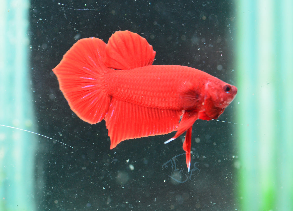 Red HMPK Male
