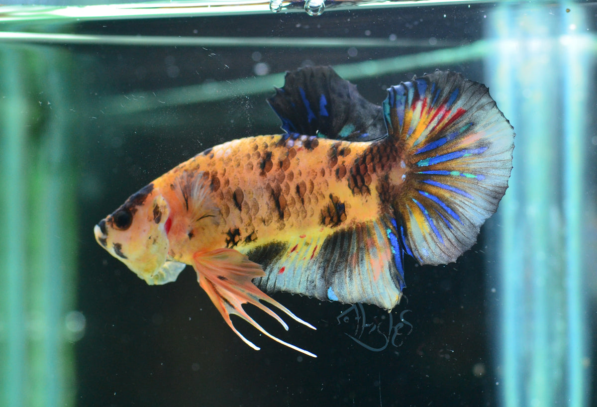 Yellow Koi HMPK Male