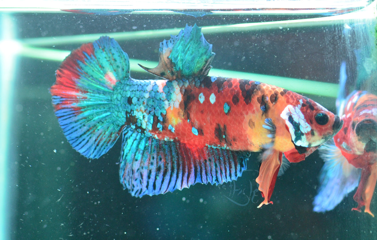 Red Koi HMPK Male