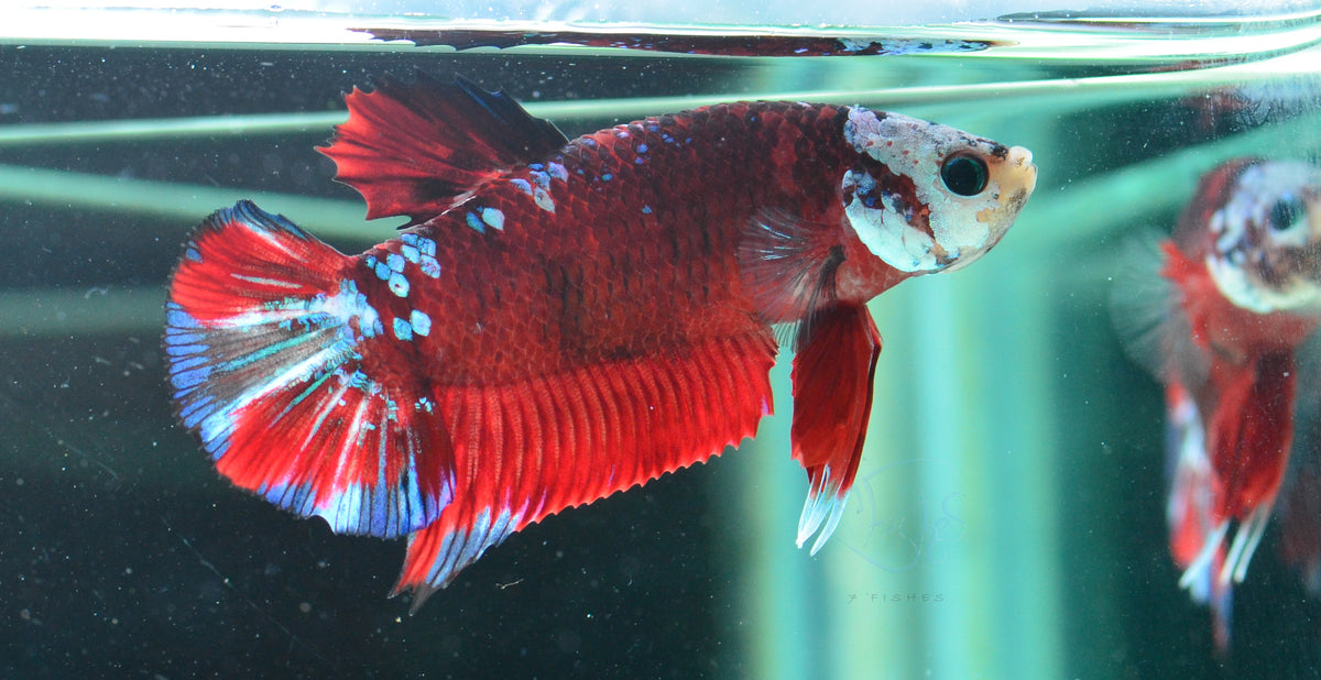 Red Koi HMPK Male