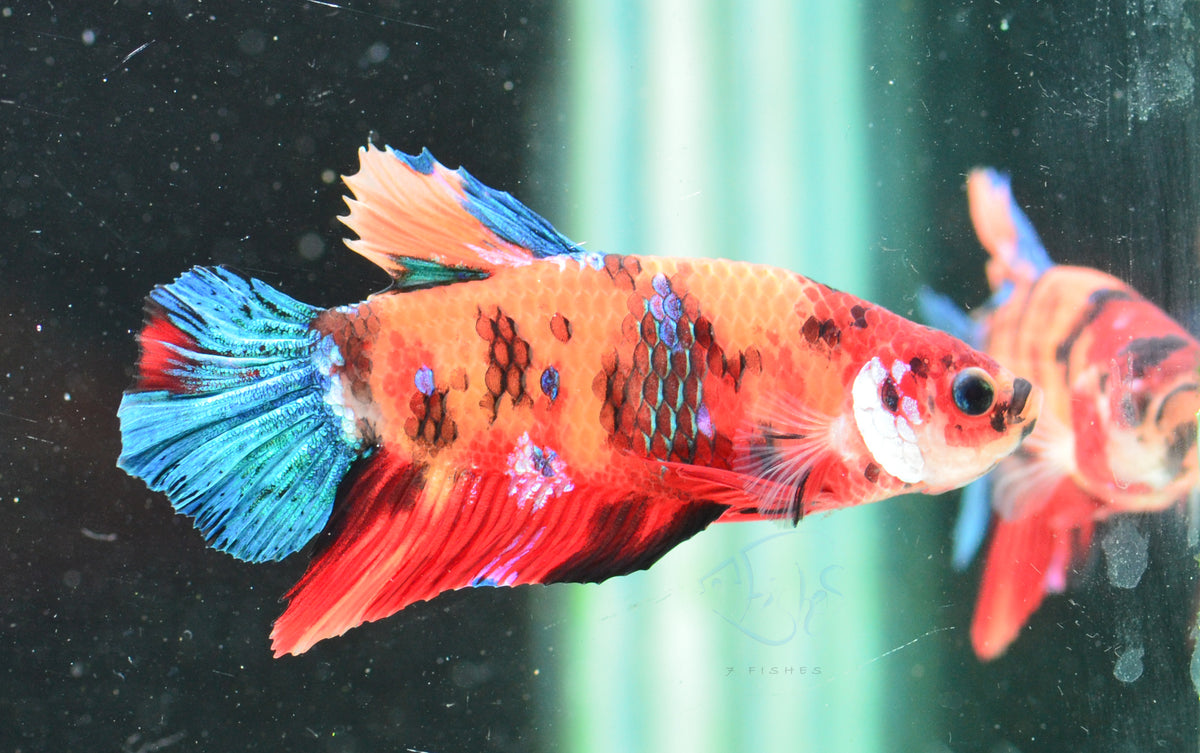 Nemo HMPK Male