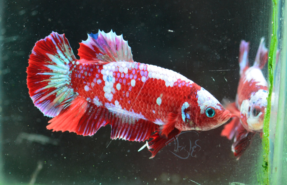 Red Koi HMPK Male