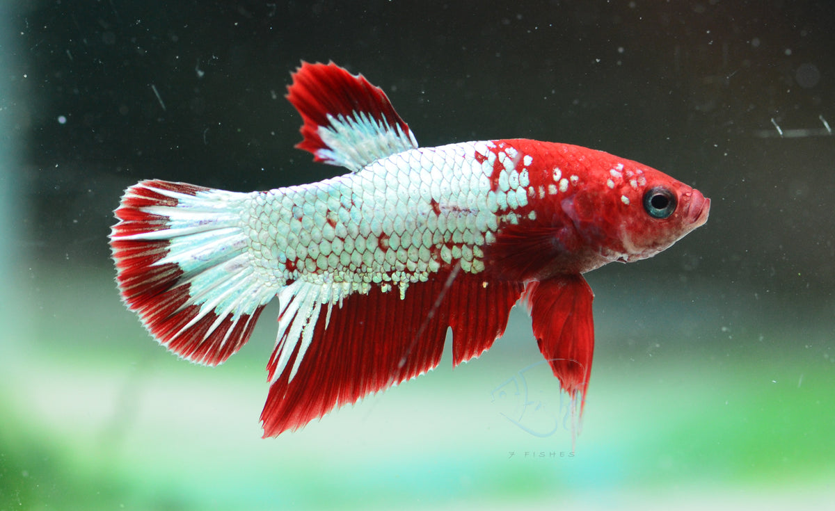 Red Copper Fancy HMPK Male