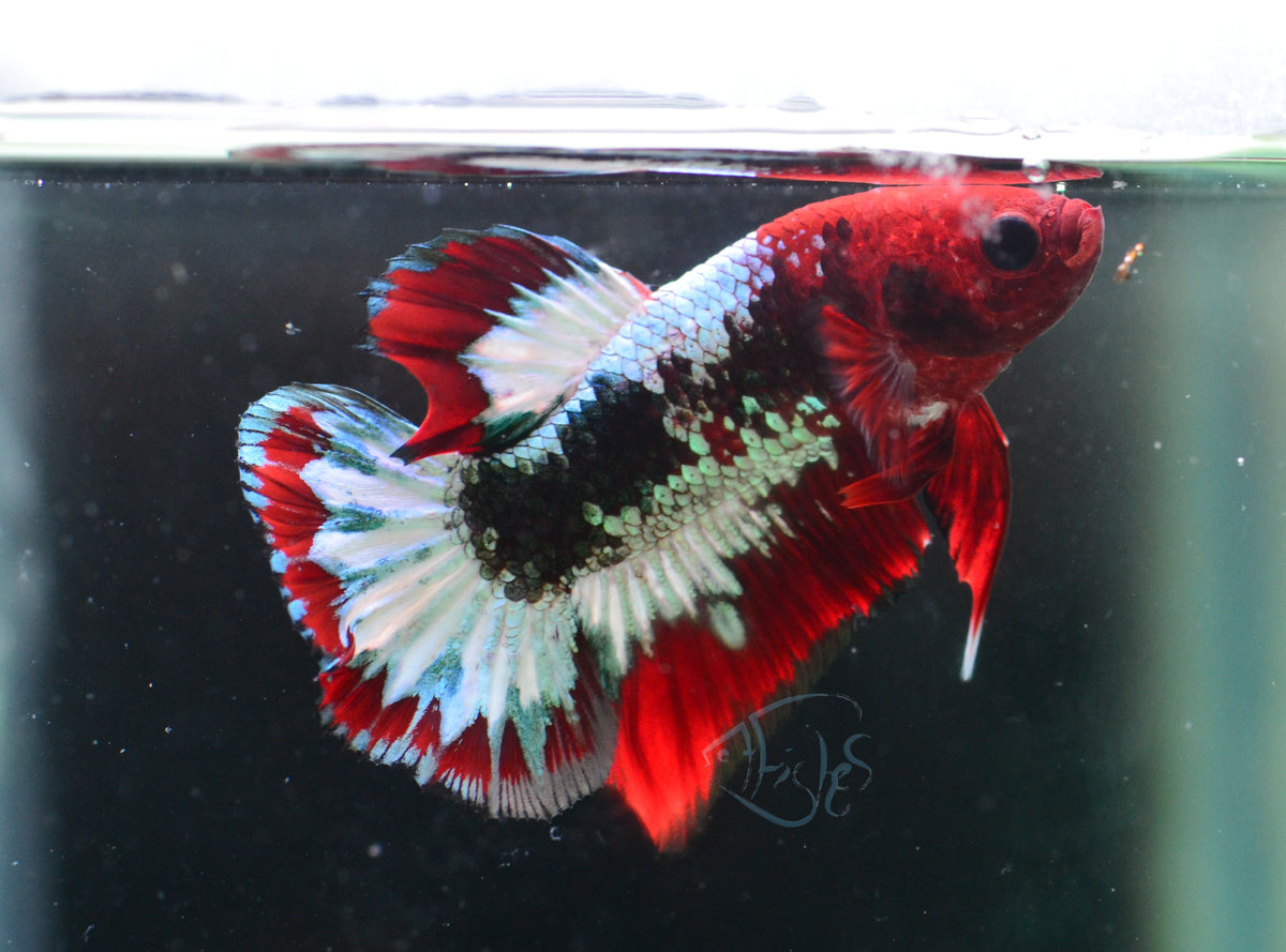 Red Copper Fancy HMPK Male