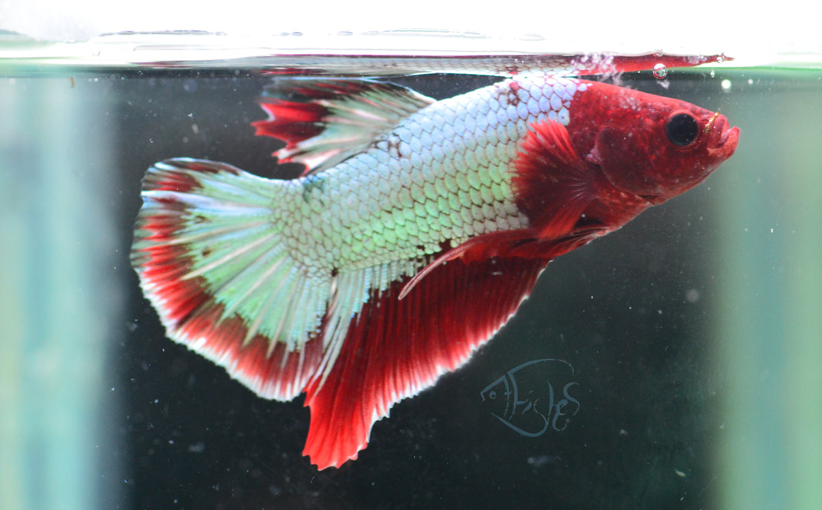 Red Copper Fancy HMPK Male
