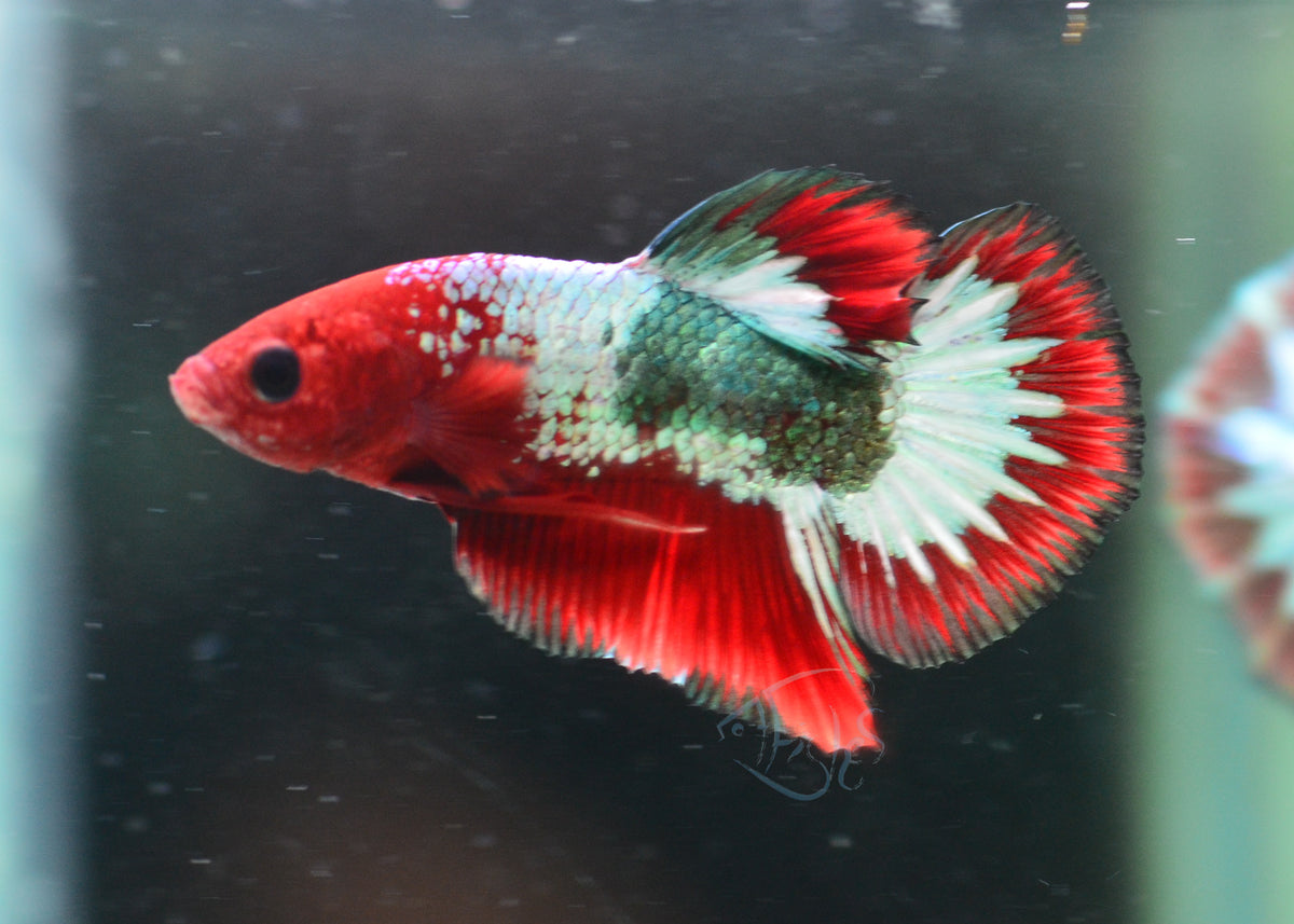 Red Copper Fancy HMPK Male