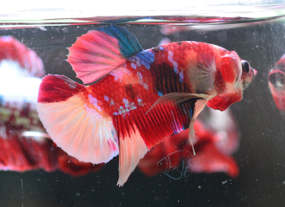Multicolour HMPK Male