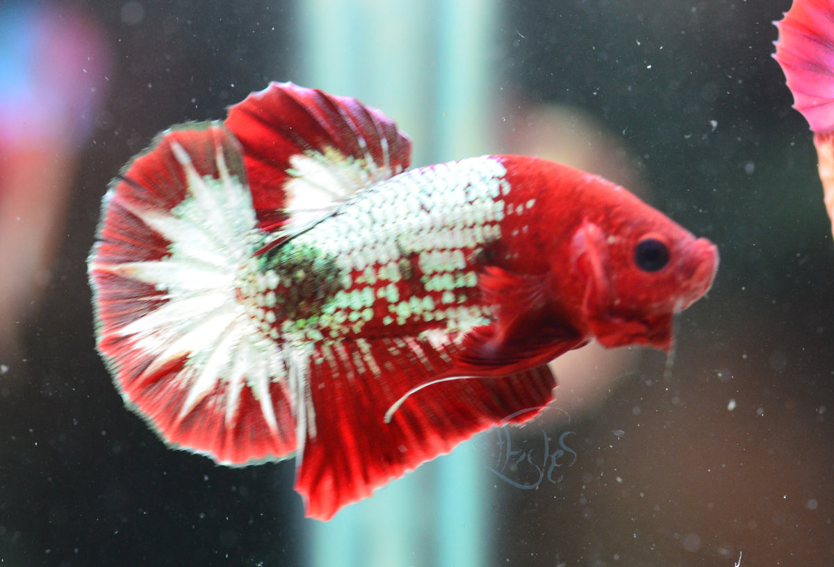 Red Copper Fancy HMPK Male