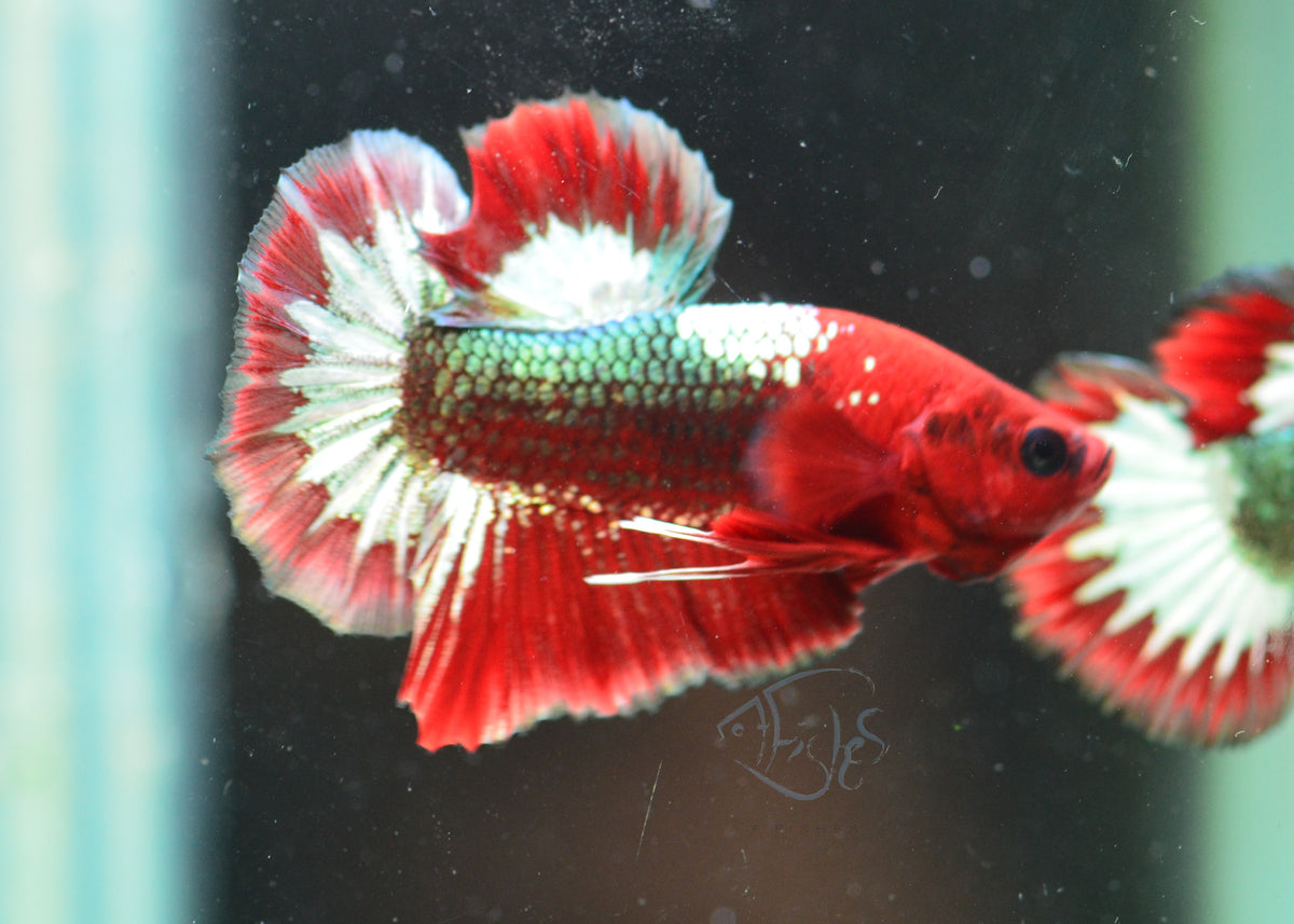 Red Copper Fancy HMPK Male