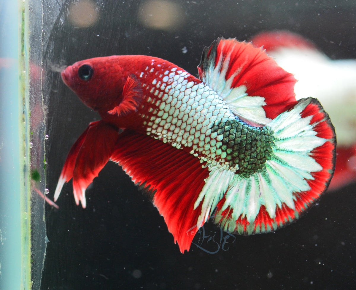 Red Copper Fancy HMPK Male