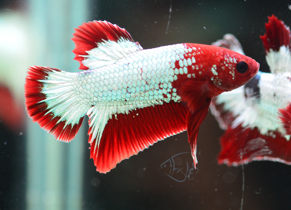 Red Copper Fancy HMPK Male
